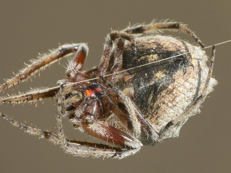 Araneus bufo