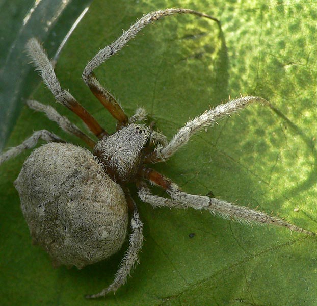 Araneus bufo