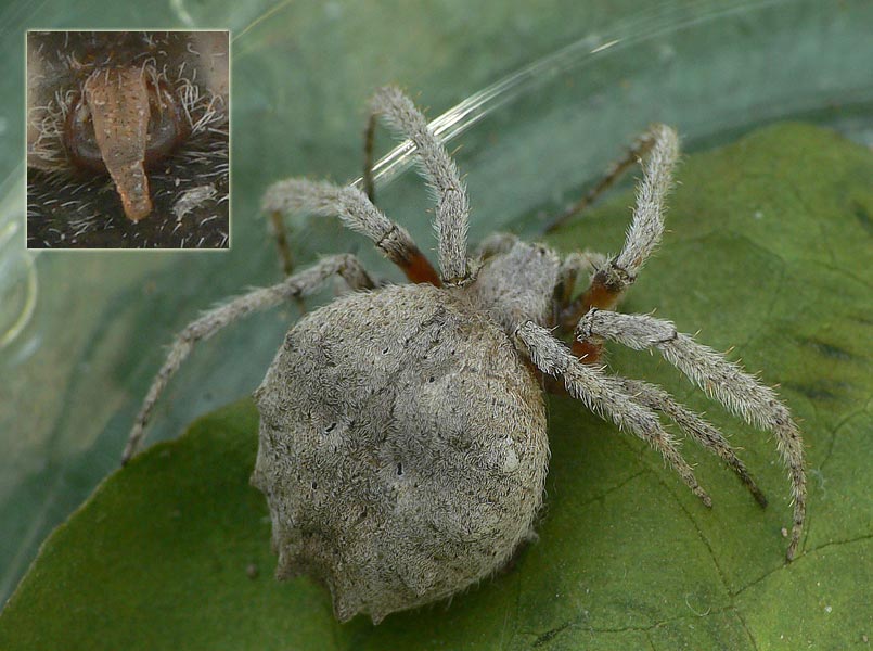 Araneus bufo