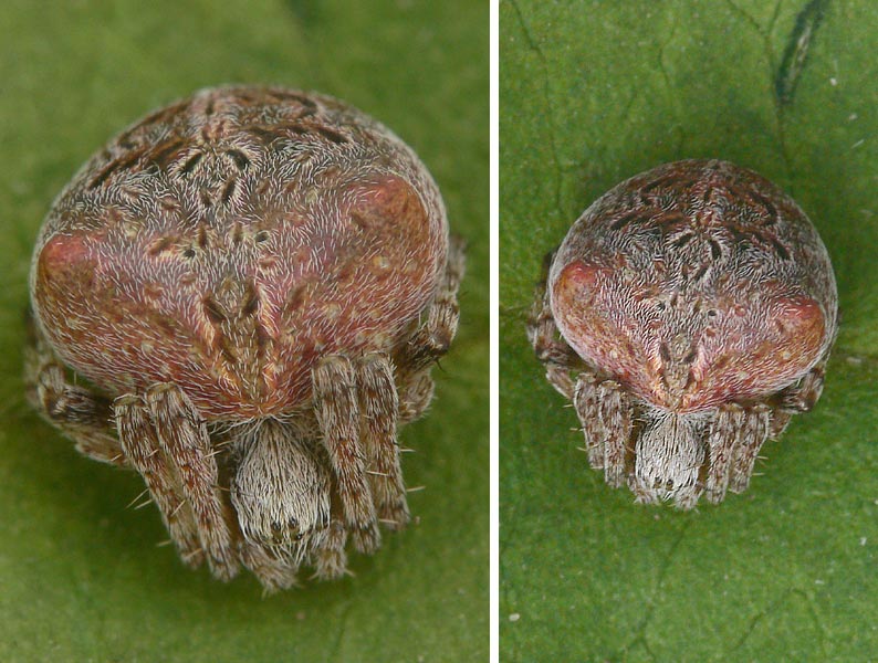 Neoscona crucifera