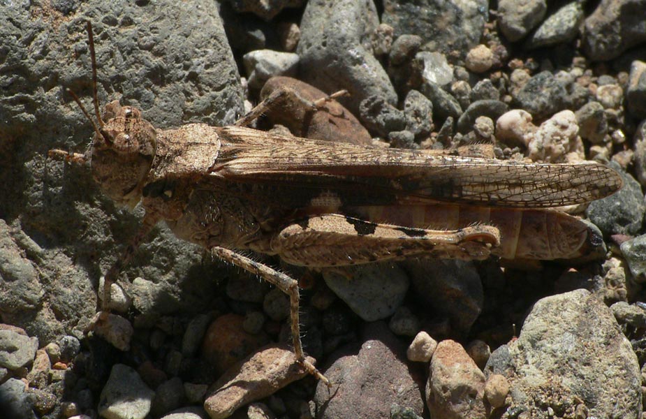 Acrotylus insubricus