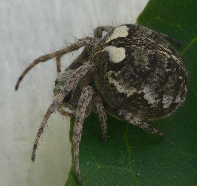 Agalenatea redii