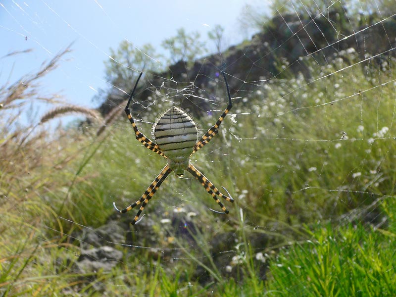 Argiope trifasciata