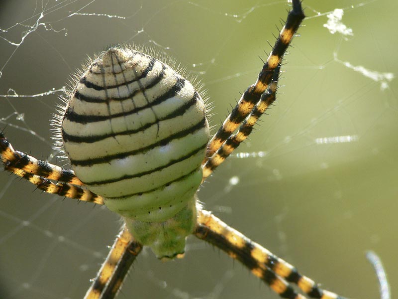 Argiope trifasciata