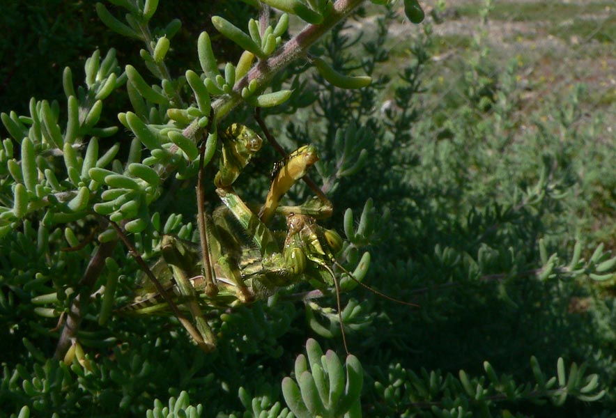 Blepharopsis mendica