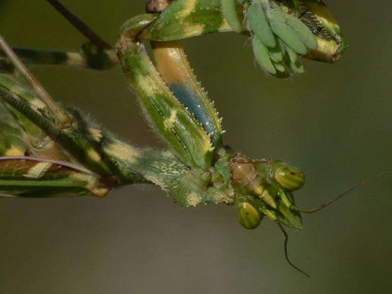 Blepharopsis mendica