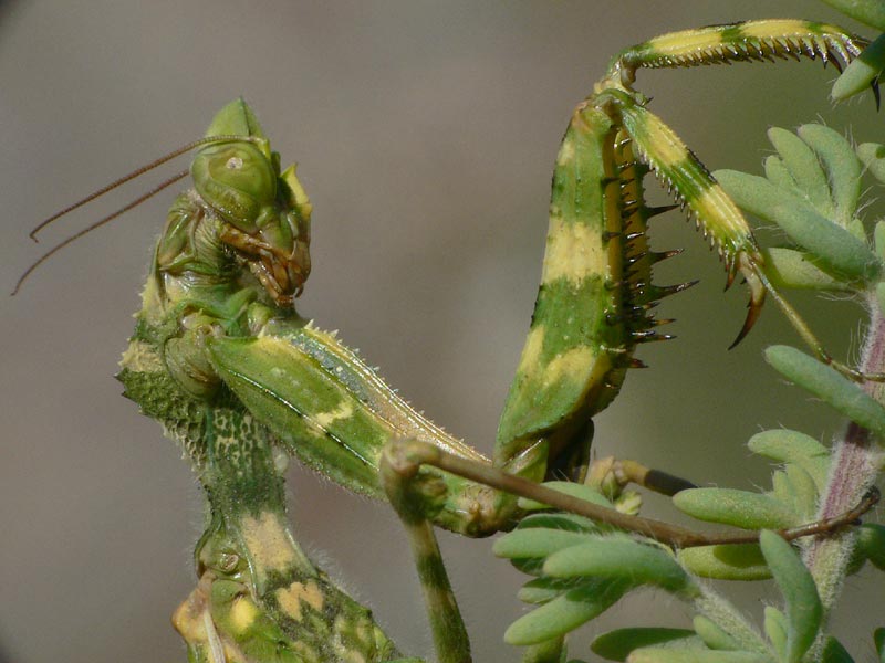 Blepharopsis mendica