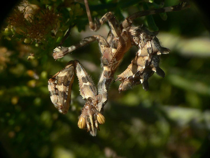 Blepharopsis mendica