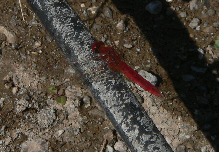 Crocothemis erythraea