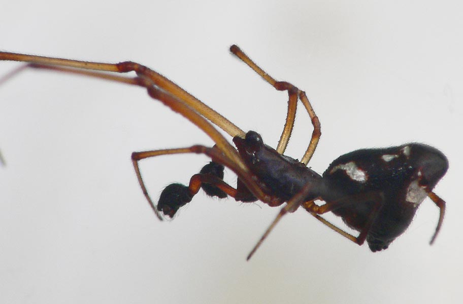 Argyrodes sp.