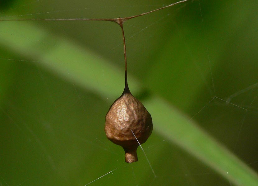 Argyrodes sp.