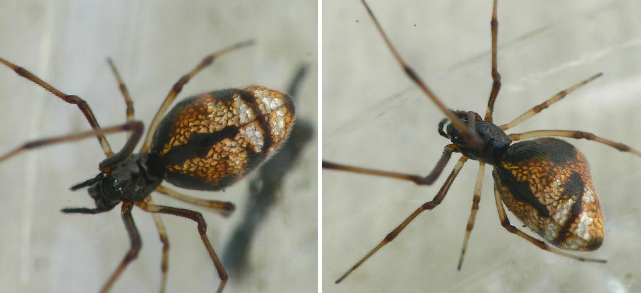 Argyrodes sp.