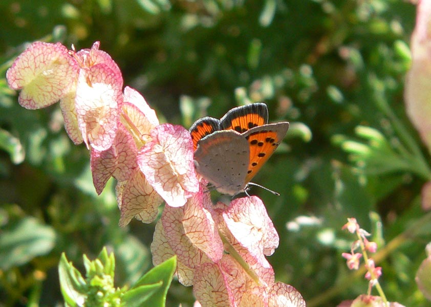 Rumex vesicarius