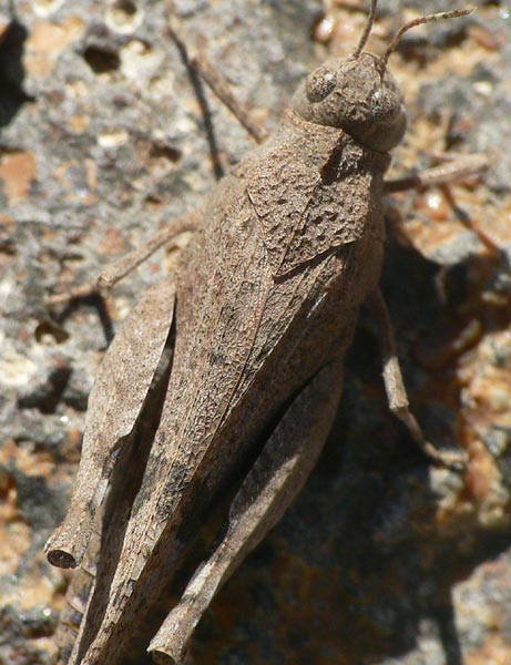 Oedipoda canariensis