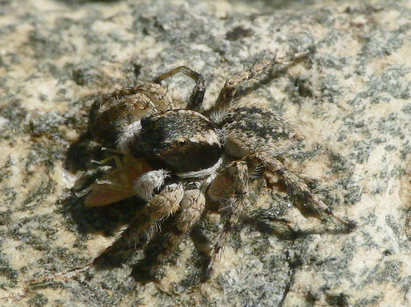 Aelurillus lucasi