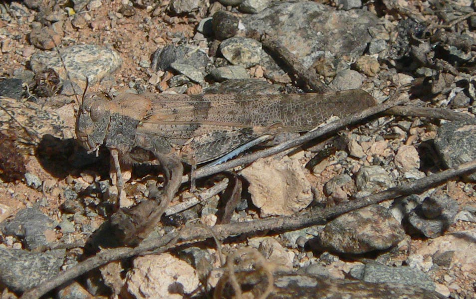 Sphingonotus rubescens