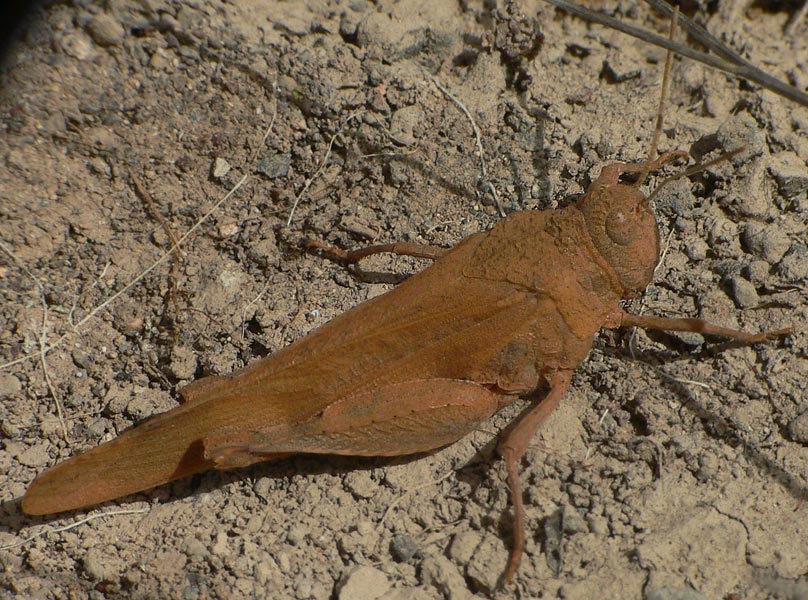 Oedipoda canariensis