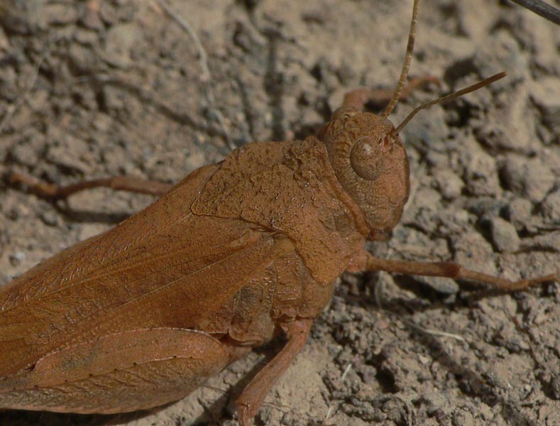 Oedipoda canariensis