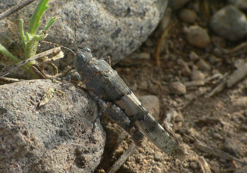 cf. Wernerella sp.