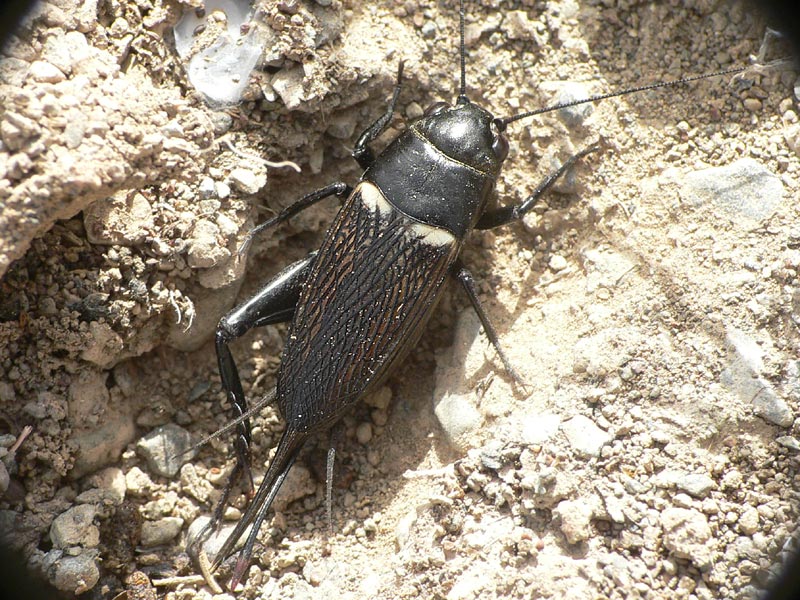 Gryllus bimaculatus