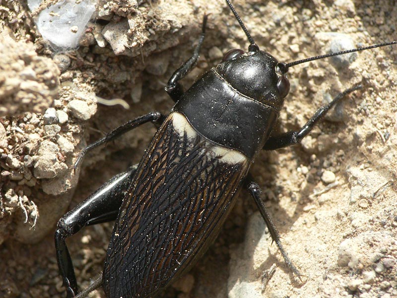 Gryllus bimaculatus