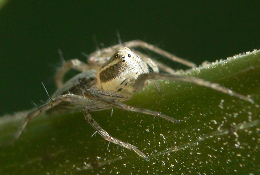 Oxyopes kraepelinorum