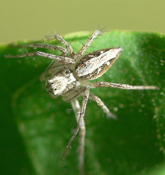 Oxyopes kraepelinorum