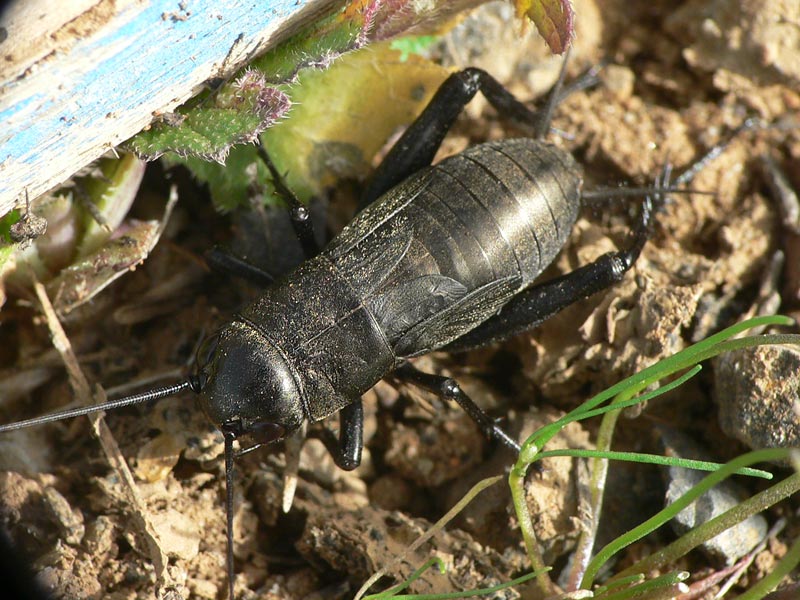 Gryllus bimaculatus