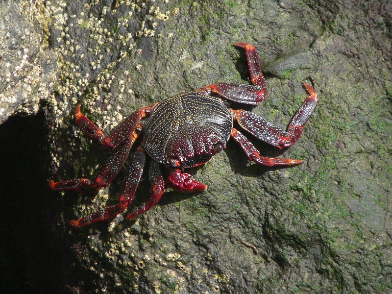 Grapsus grapsus