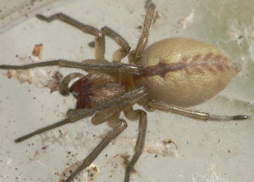 Cheiracanthium sp.