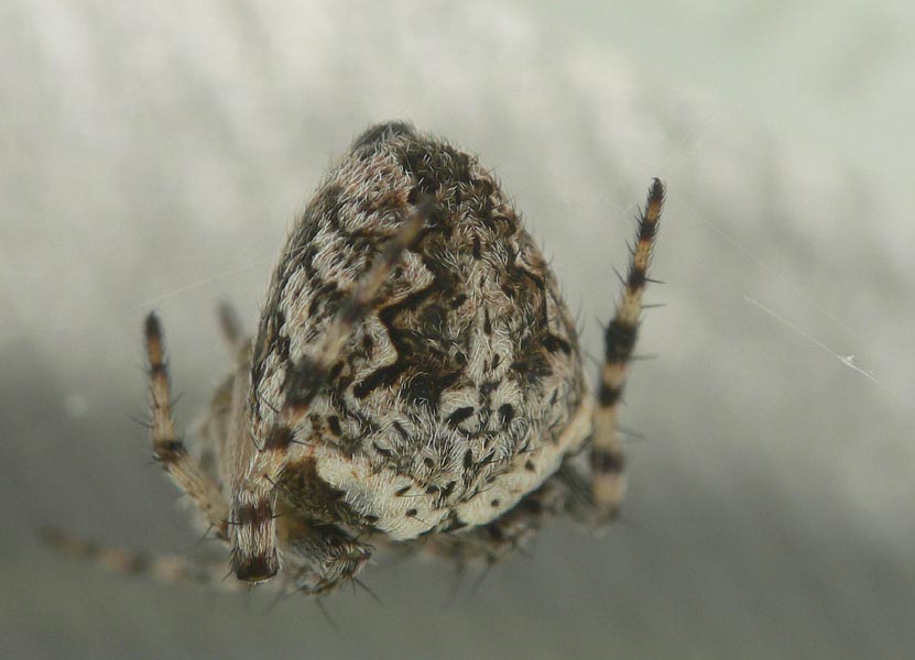 Neoscona crucifera