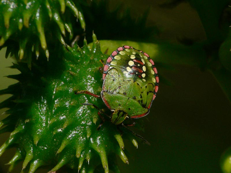 Nezara viridula