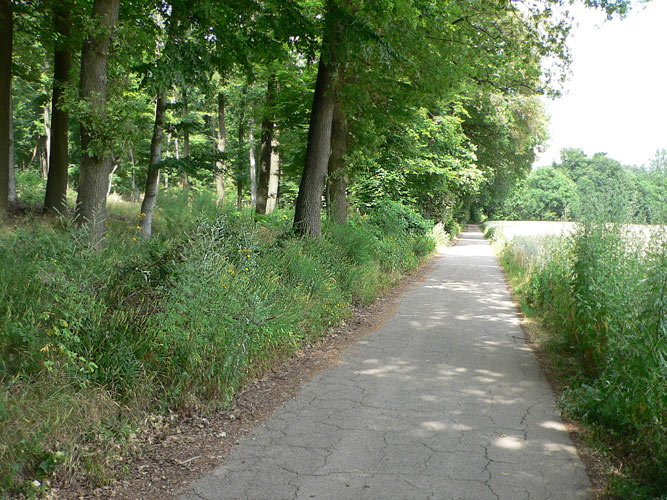 Atypus_Kolonie in Sprengen