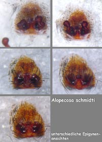 Alopecosa schmidti