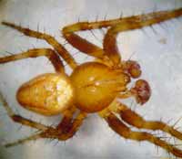 Araneus alsine