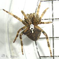 Araneus angulatus