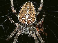 Araneus diadematus -> anklicken zum vergrössern (click to enlarge)