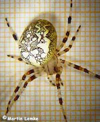 Araneus marmoreus