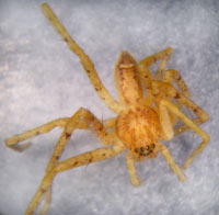 Sparasidae