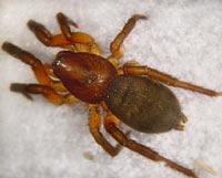 Gnaphosa bicolor