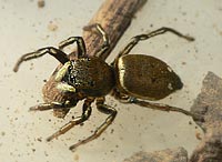 Heliophanus aeneus