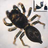 Heliophanus cupreus