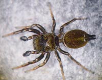 Heliophanus tribulosus