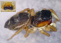 Heliophanus tribulosus