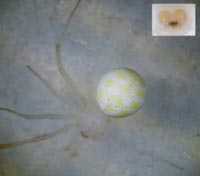 Theridion nigrovariegatum