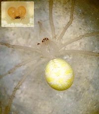 Theridion nigrovariegatum