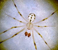 Theridion nigrovariegatum