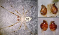 Theridion nigrovariegatum