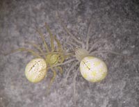 Enoplognatha ovata versus Theridion nigrovariegatum