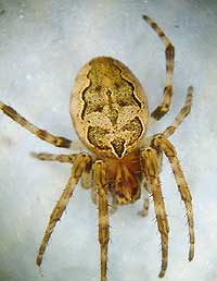 Larinioides sclopetarius